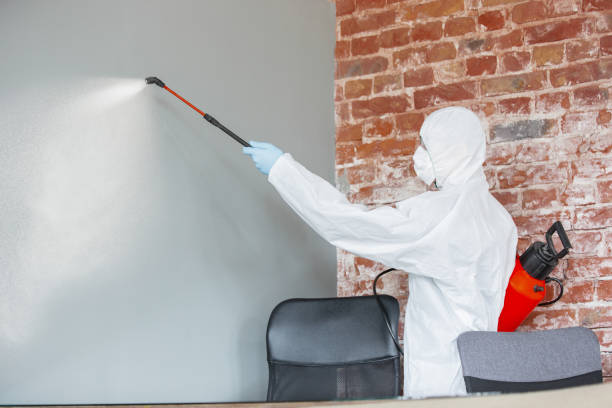 Best Mold Odor Removal Services  in , VT