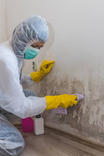 Best Basement Mold Removal  in , VT