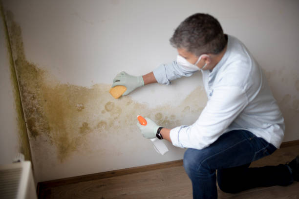Best Post-Construction Mold Inspection  in , VT