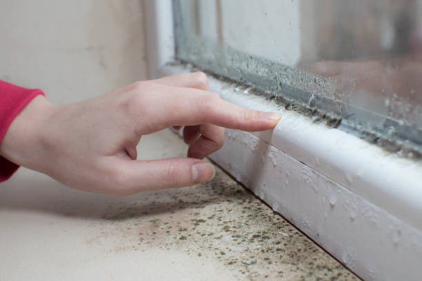 Best Mold Damage Restoration  in , VT