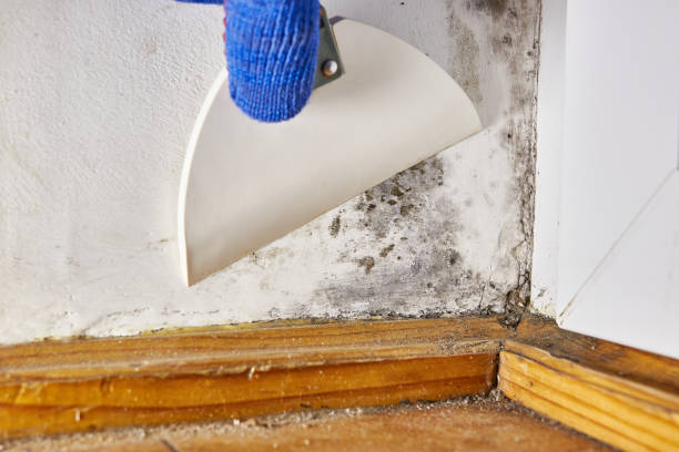 Best Mold Removal for HVAC Installations  in , VT
